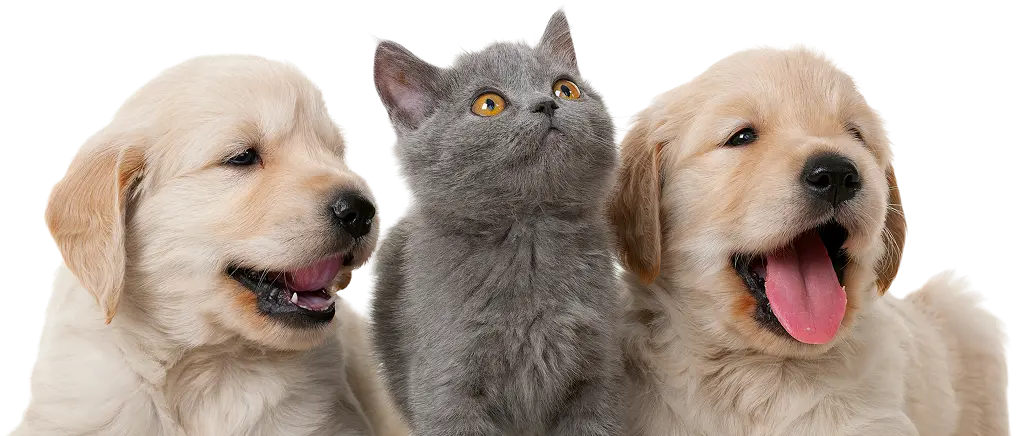 mascotas
