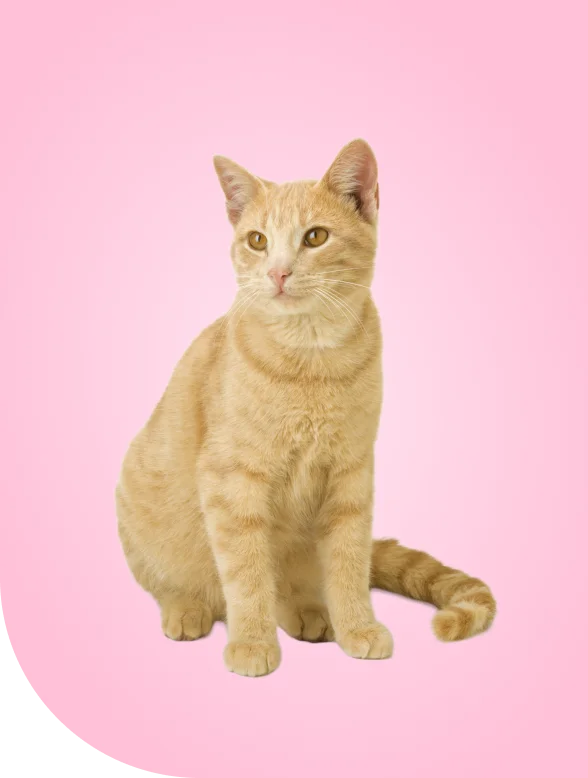 ¿Cuánto cuesta un seguro de mascotas?