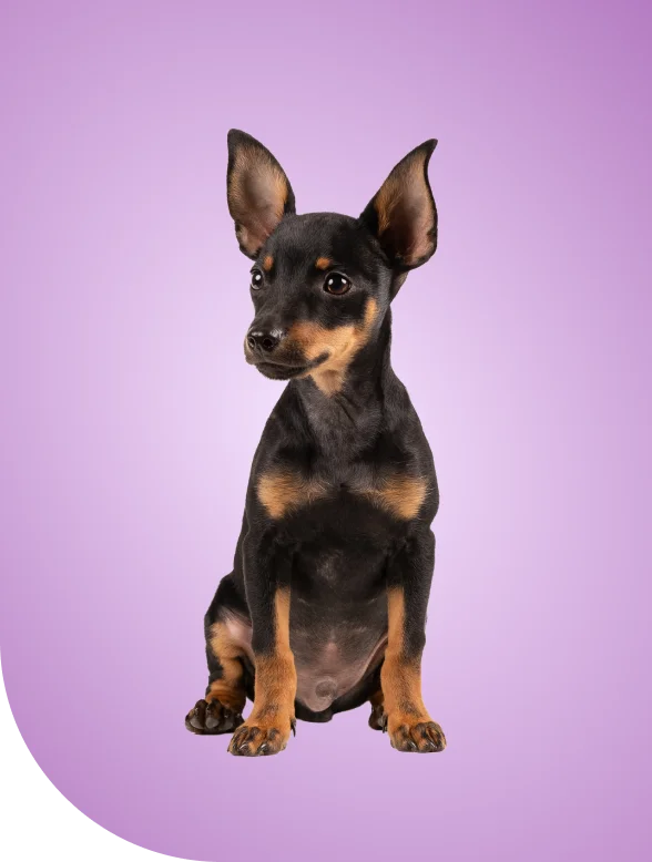 ¿Cuál es el seguro para mascota más barato?