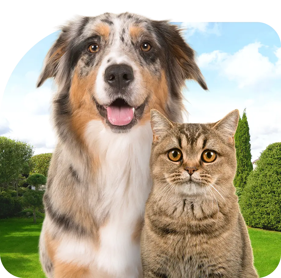 Beneficios del Seguro de Mascotas?