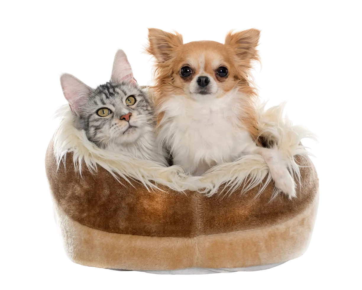 Gato y perro en canasta