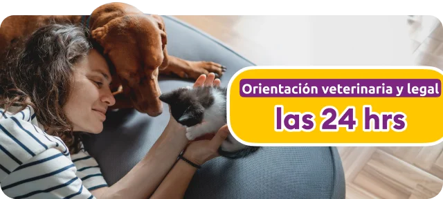 Img banner seguro mascotas mobile